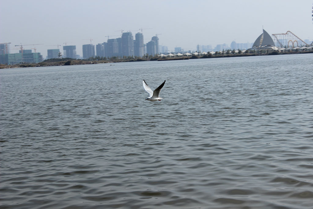 湖面的水鸟