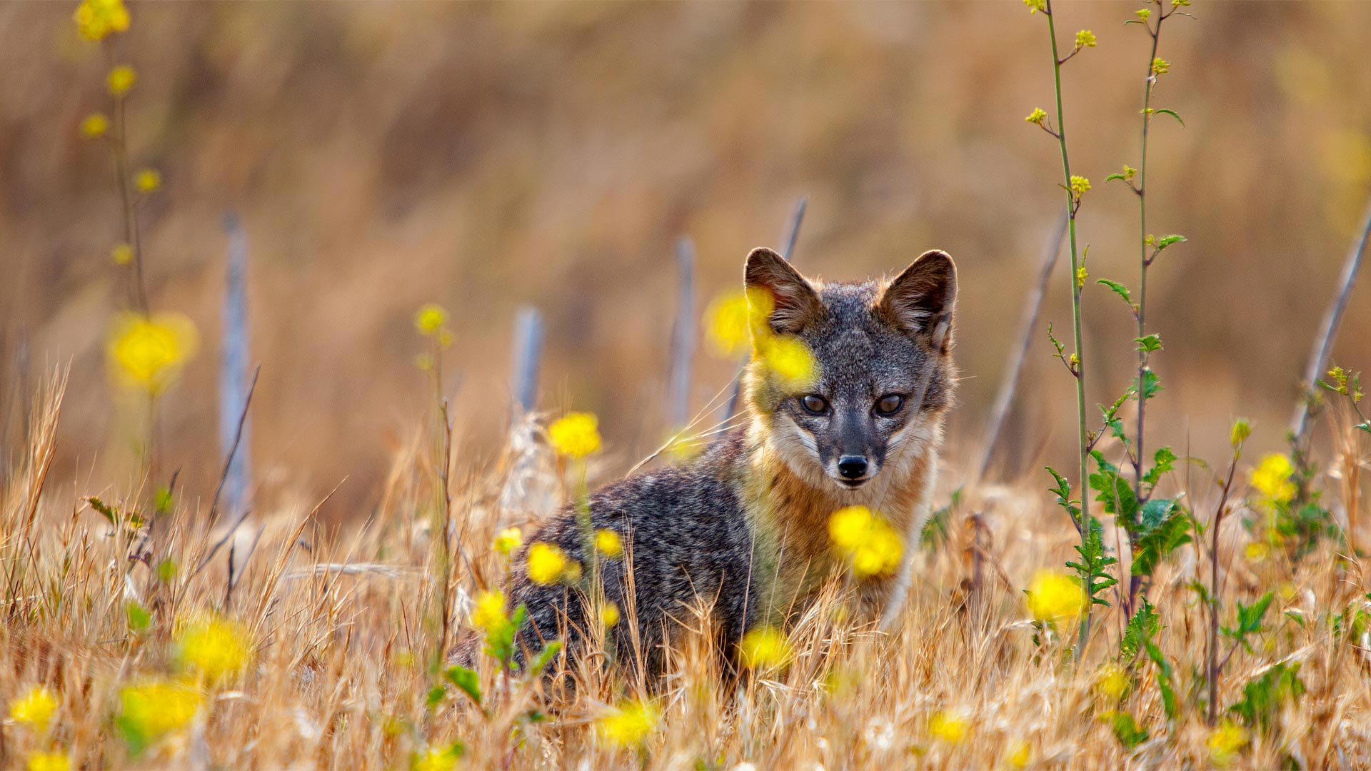 ChannelIslandFox